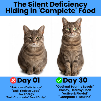 ESSENTIAL FELINE HEALTH SUPPORT
